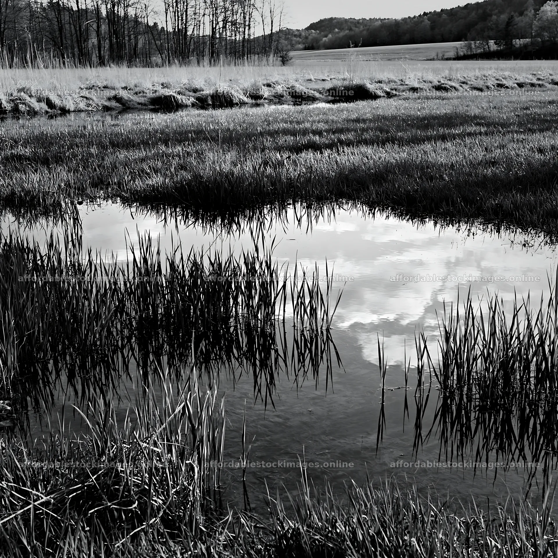 Saga floodplain meadow with reed foreground and water reflection – stock images 7938x7938