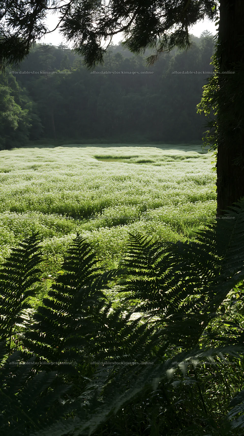 Nara summer meadow with fern foreground in morning light – stock images 5938x10608