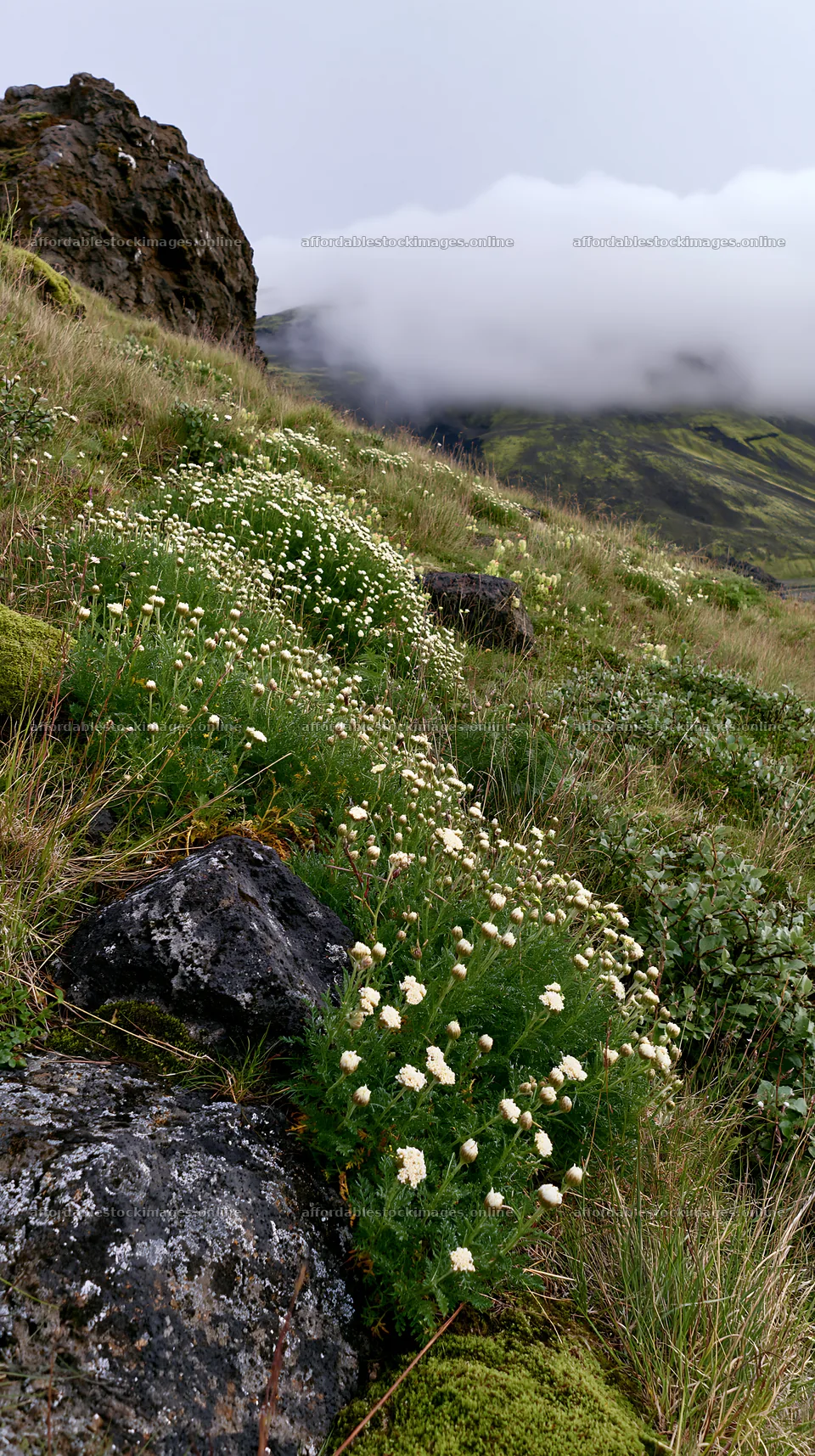 Yarrow meadow bloom on rocky hillside under cloudy sky – stock images 5938x10608