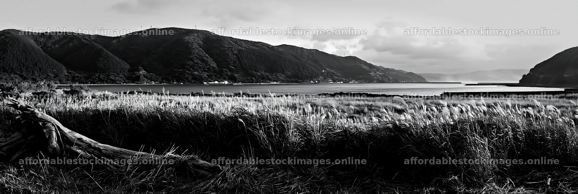 Nagasaki coastal meadow with driftwood in foreground – stock images 13690x4602
