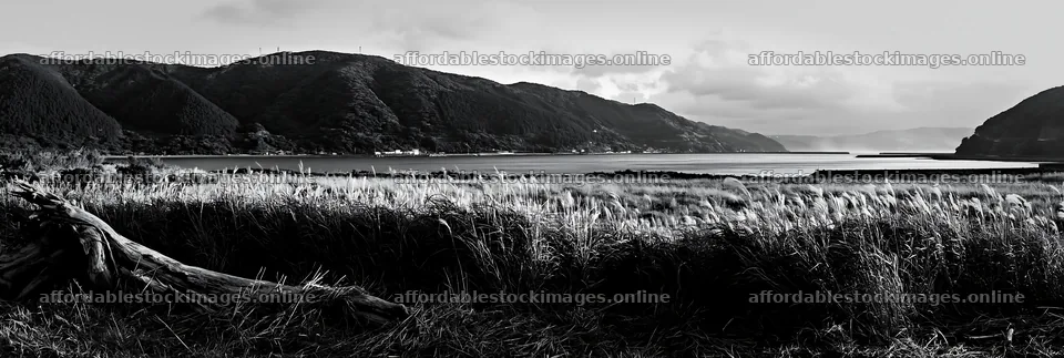 Nagasaki coastal meadow with driftwood in foreground – stock images 13690x4602