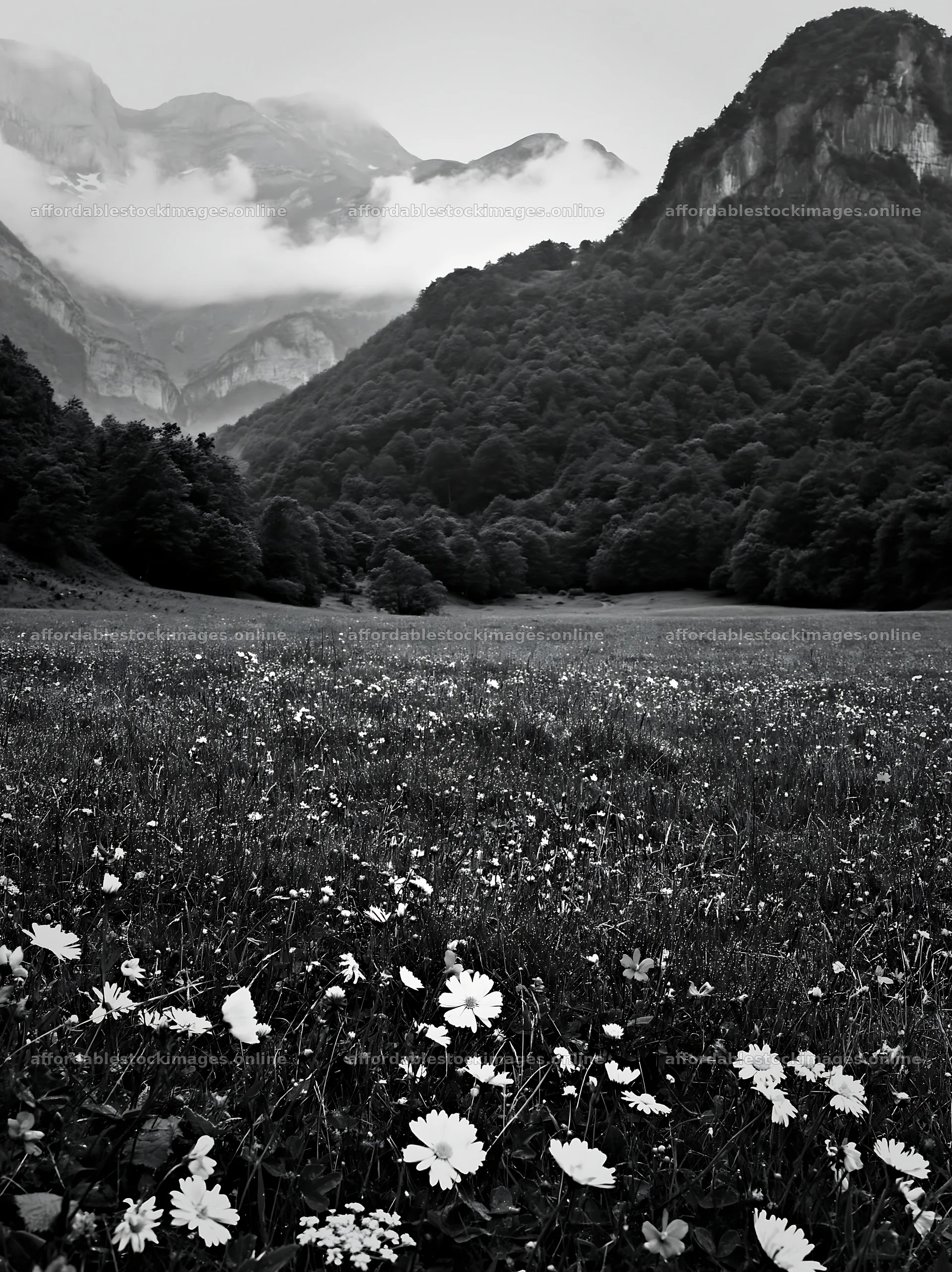 Meadow with dew and wildflowers under cloudy mountains – stock images 6866x9174