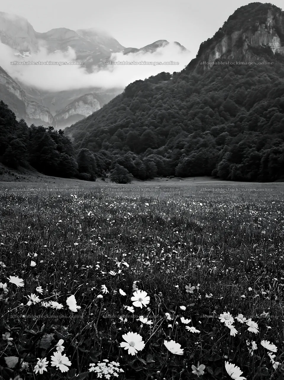 Meadow with dew and wildflowers under cloudy mountains – stock images 6866x9174