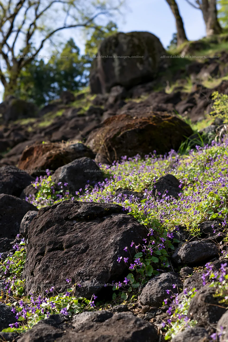 Yamanashi meadow with basalt stones and purple flowers – stock images 6480x9722