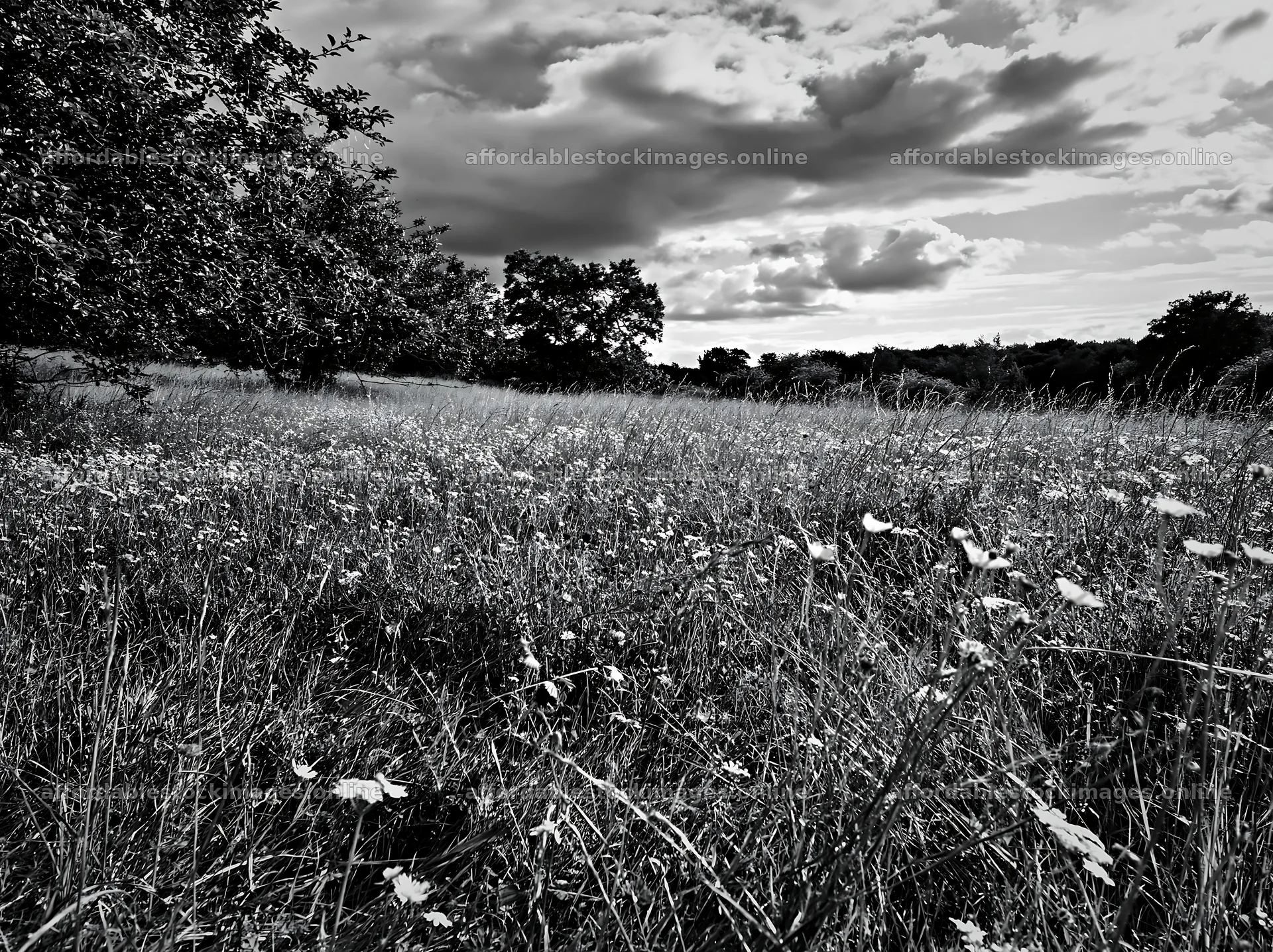 Christmas meadow with apple trees and wildflowers in black and – stock images 9174x6866