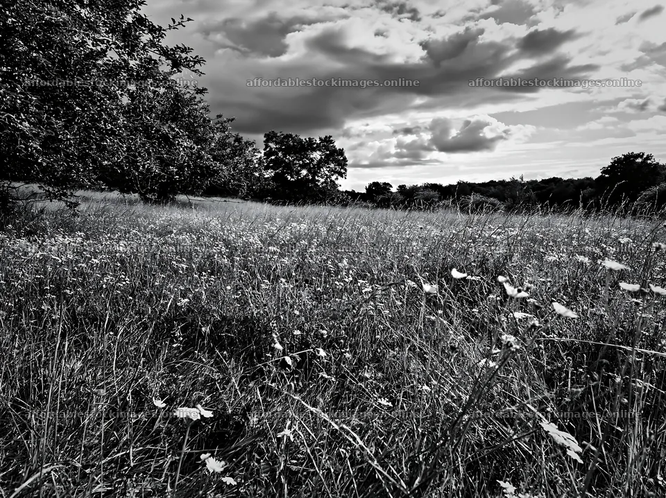 Christmas meadow with apple trees and wildflowers in black and – stock images 9174x6866