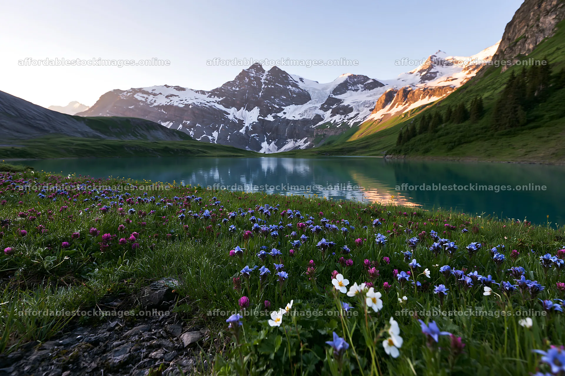 Swiss meadow beside alpine lake with wildflowers and mountains – stock images 9722x6480
