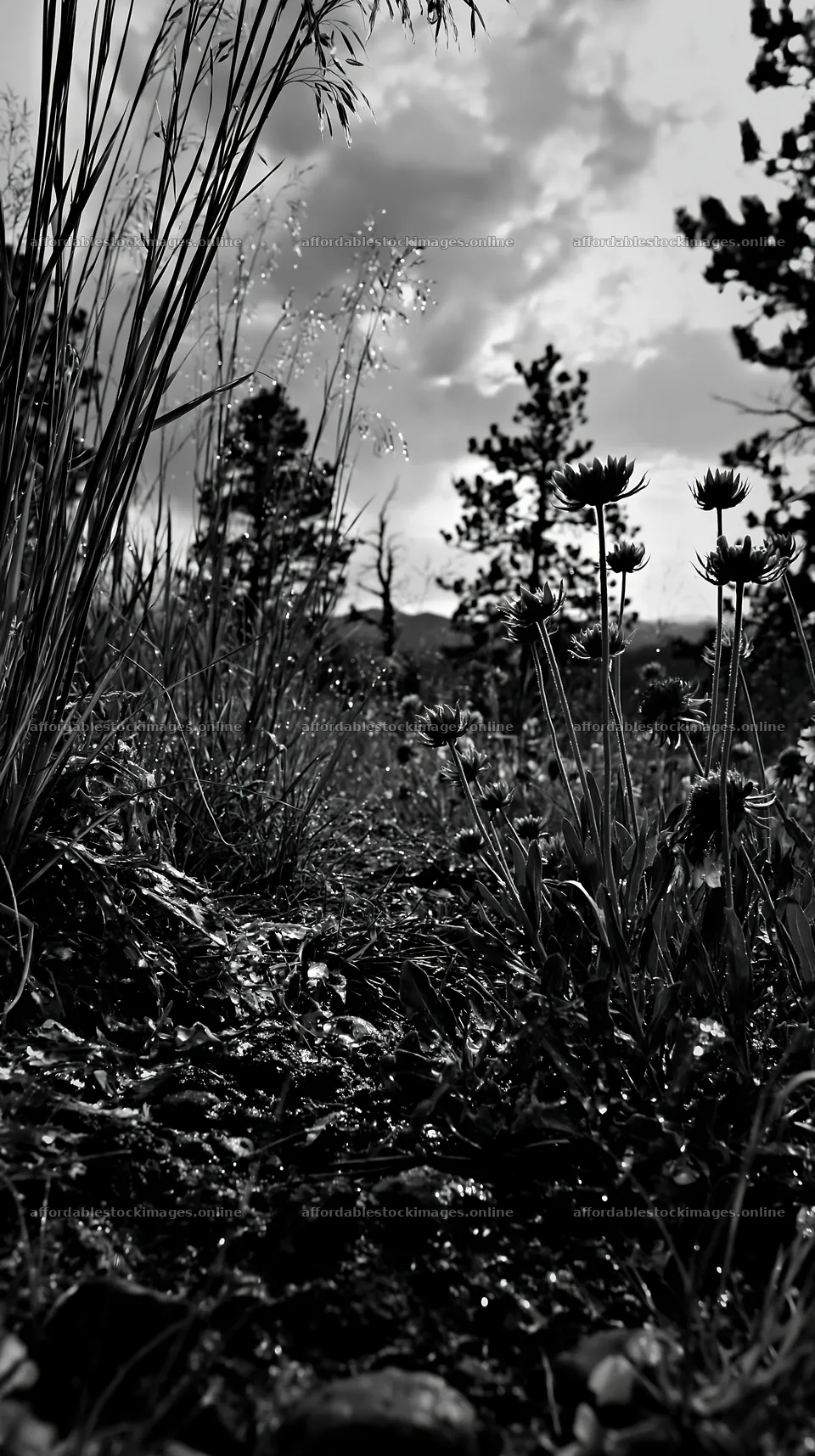 Climate-resilient meadow with diverse plants and wet soil – stock images 5938x10608
