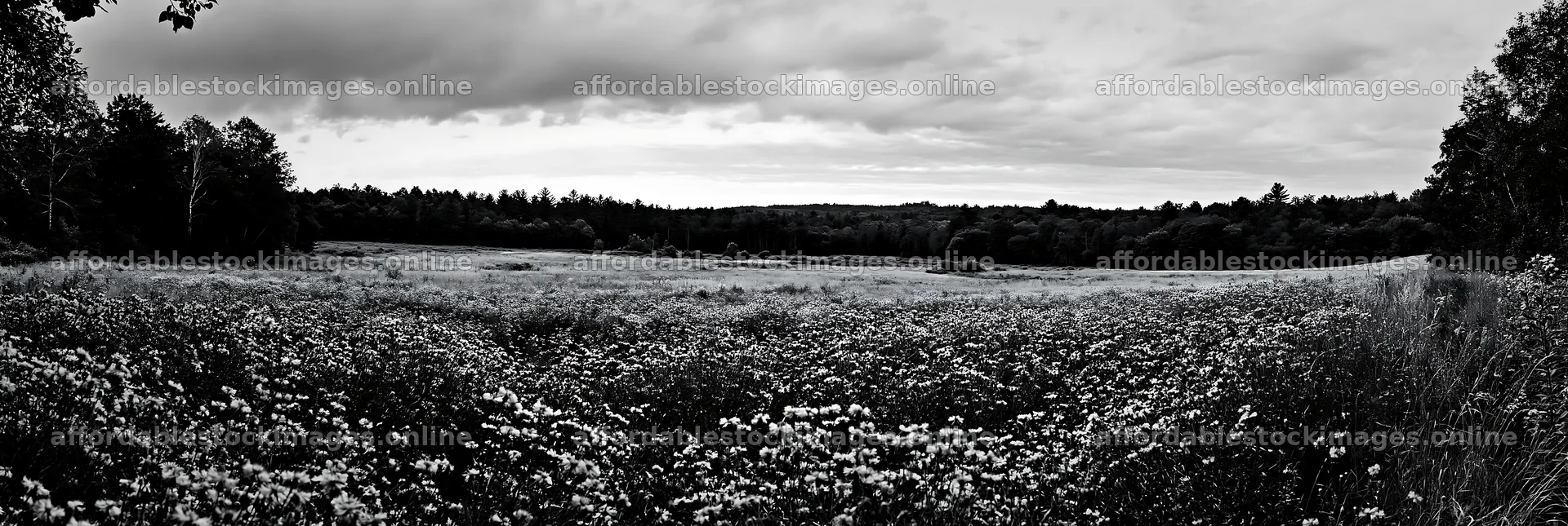 Violet knapweed meadow under cloudy skies – stock images 13690x4602