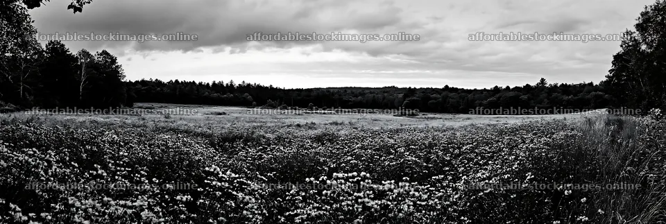 Violet knapweed meadow under cloudy skies – stock images 13690x4602