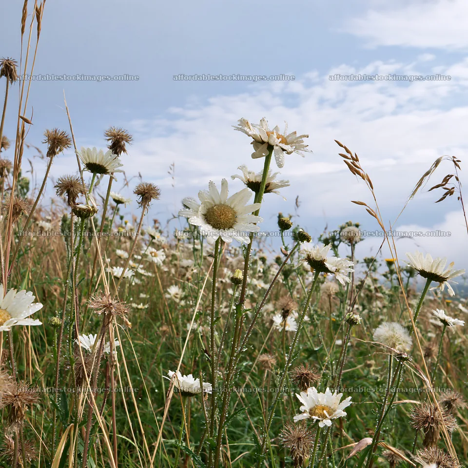 Meadow filled with seedheads and daisies under a cloudy sky – stock images 7938x7938