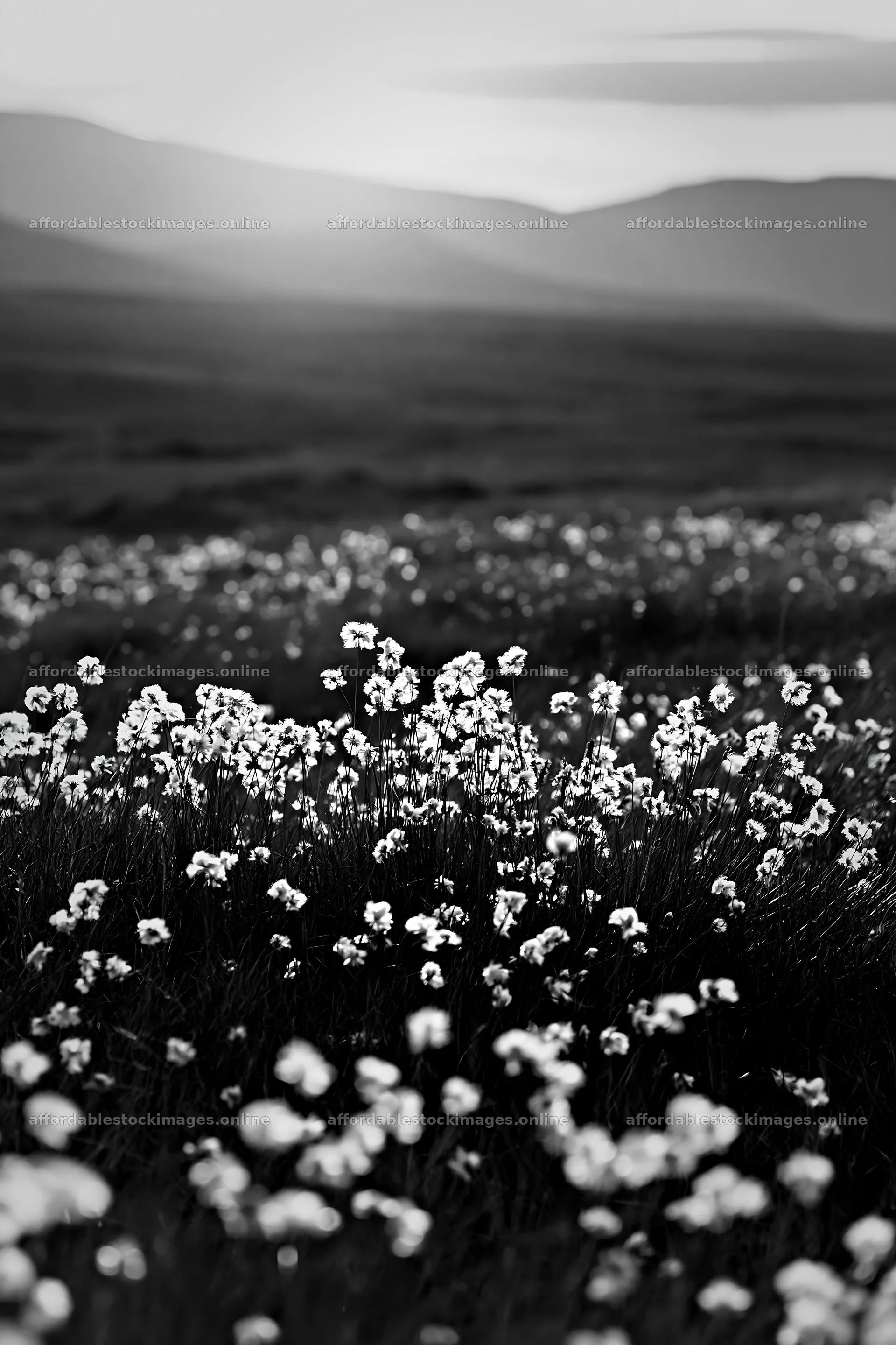 Cottongrass meadow with soft glow in natural landscape – stock images 6480x9722