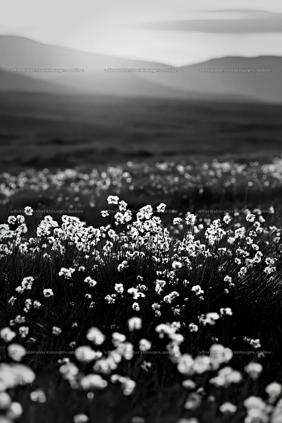 Cottongrass meadow with soft glow in natural landscape – stock images 6480x9722