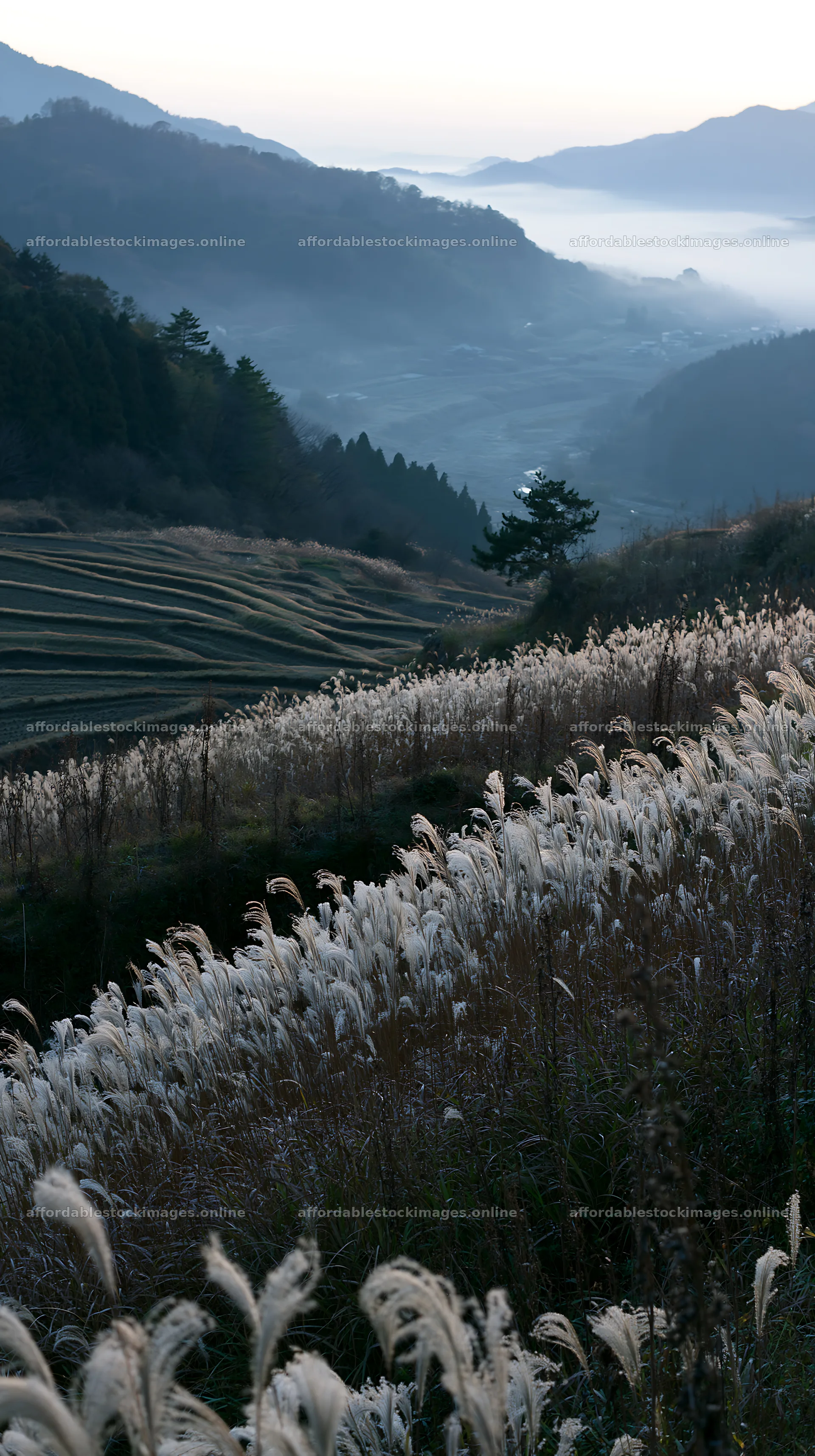 Ehime twilight meadow with dry seedheads in evening light – stock images 5938x10608