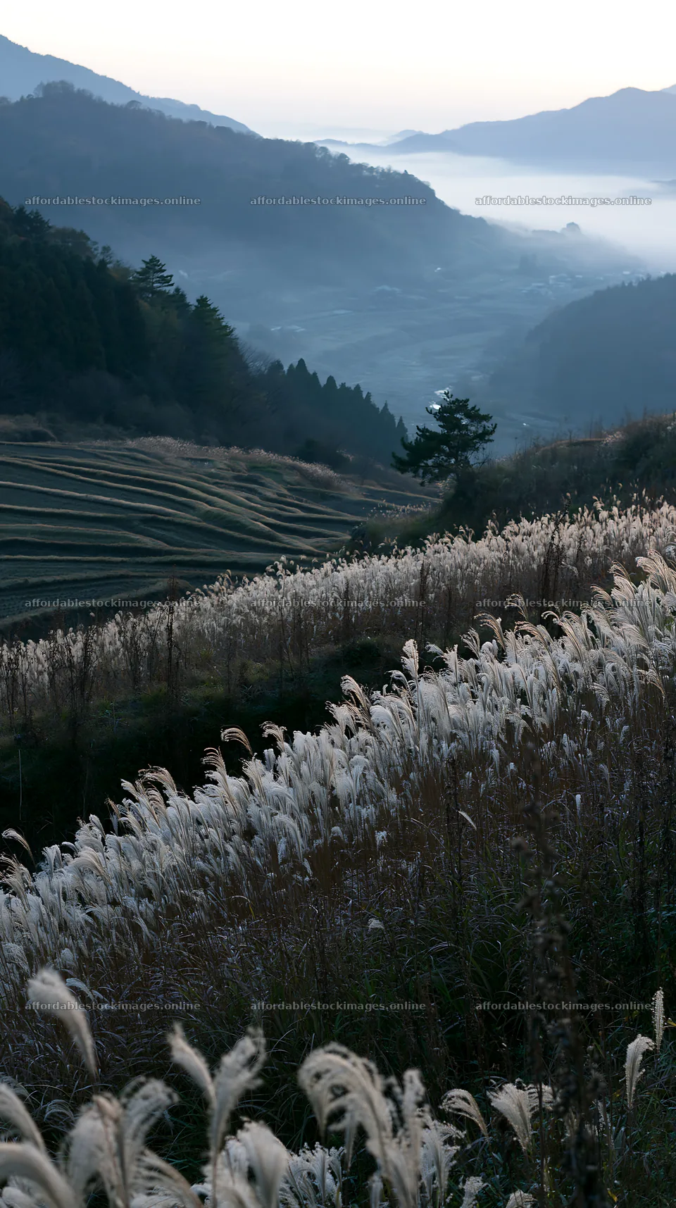 Ehime twilight meadow with dry seedheads in evening light – stock images 5938x10608