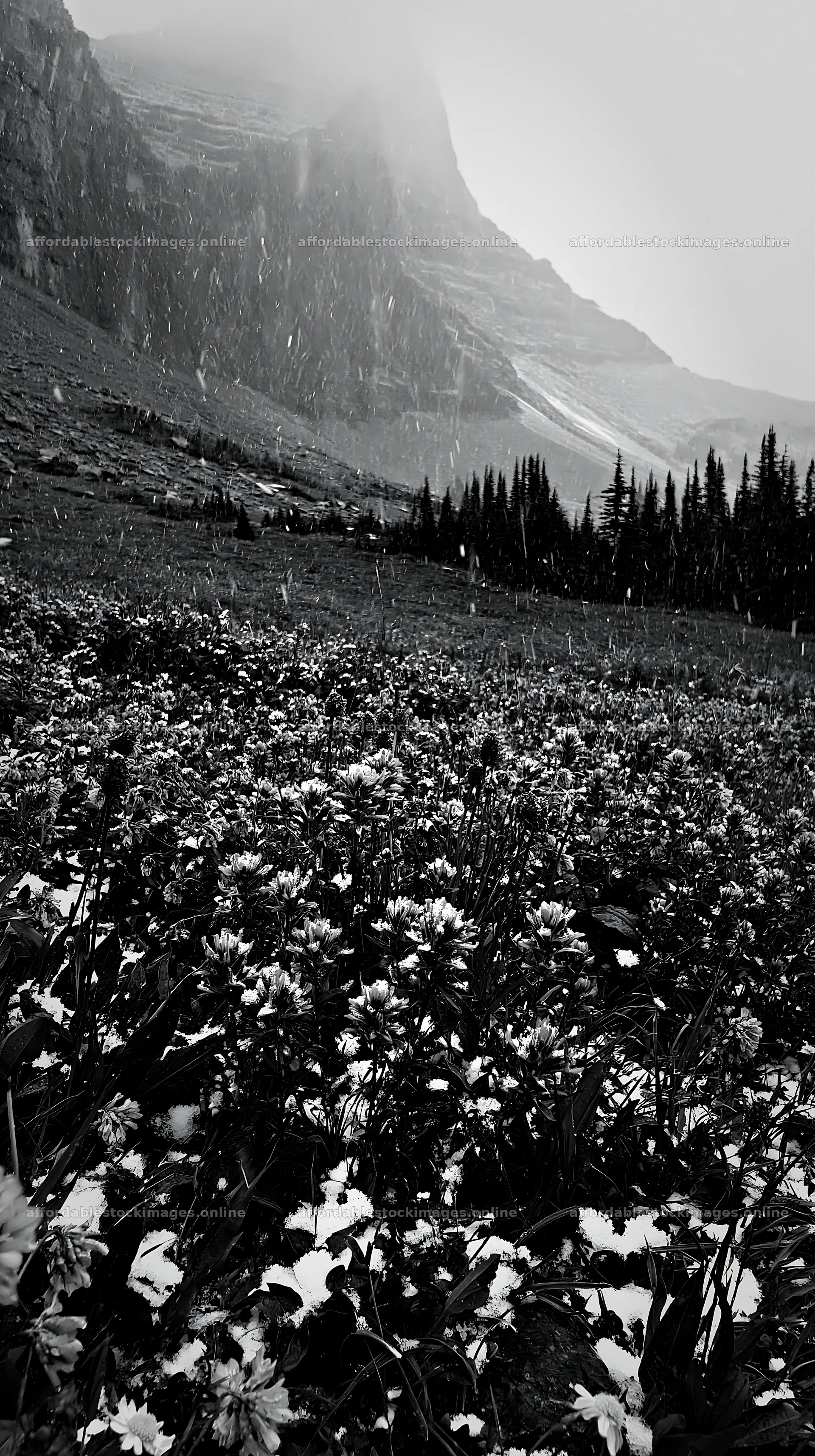 Snowy highland meadow with flowers and mountains in the – stock images 5938x10608
