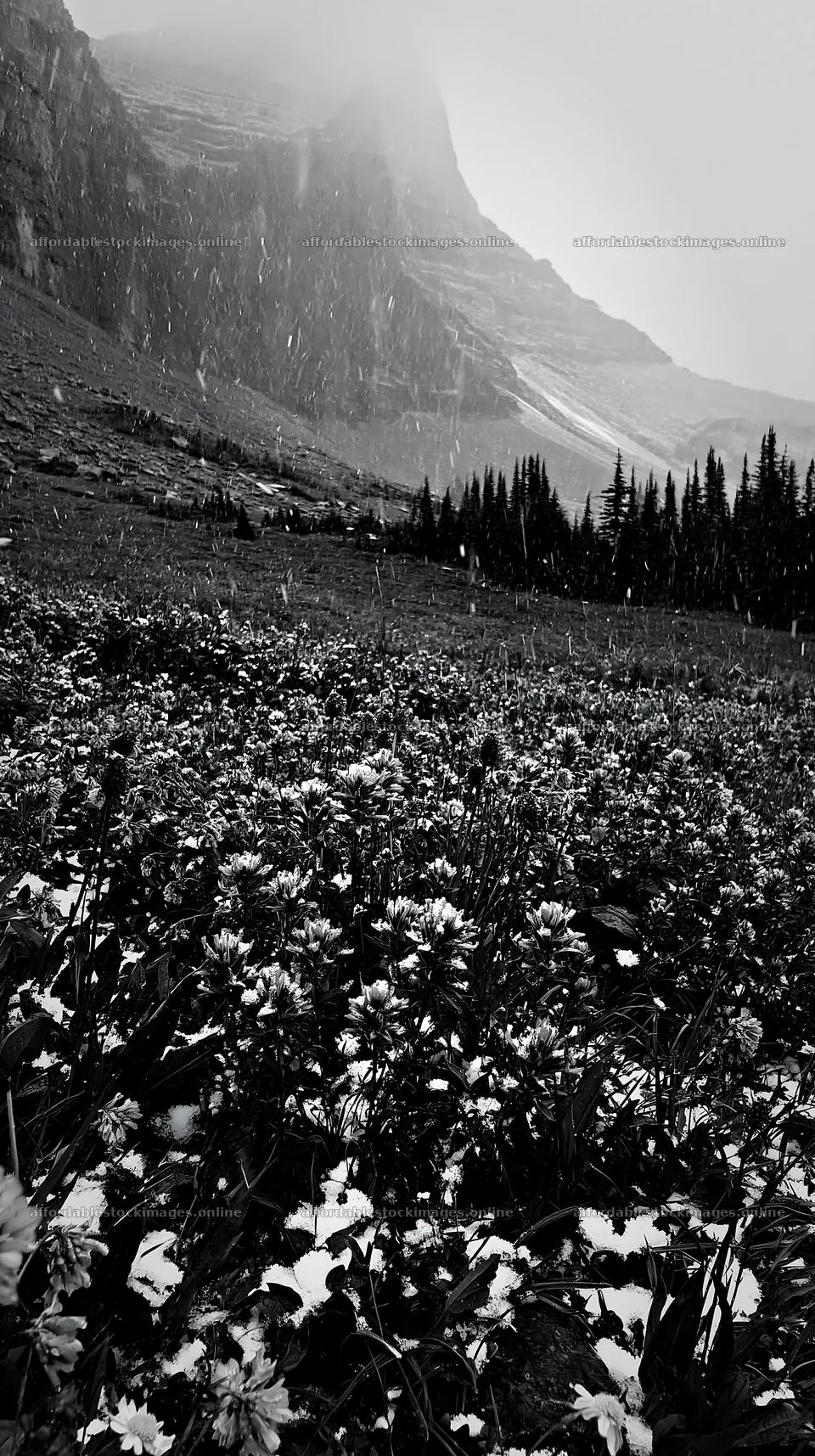 Snowy highland meadow with flowers and mountains in the – stock images 5938x10608