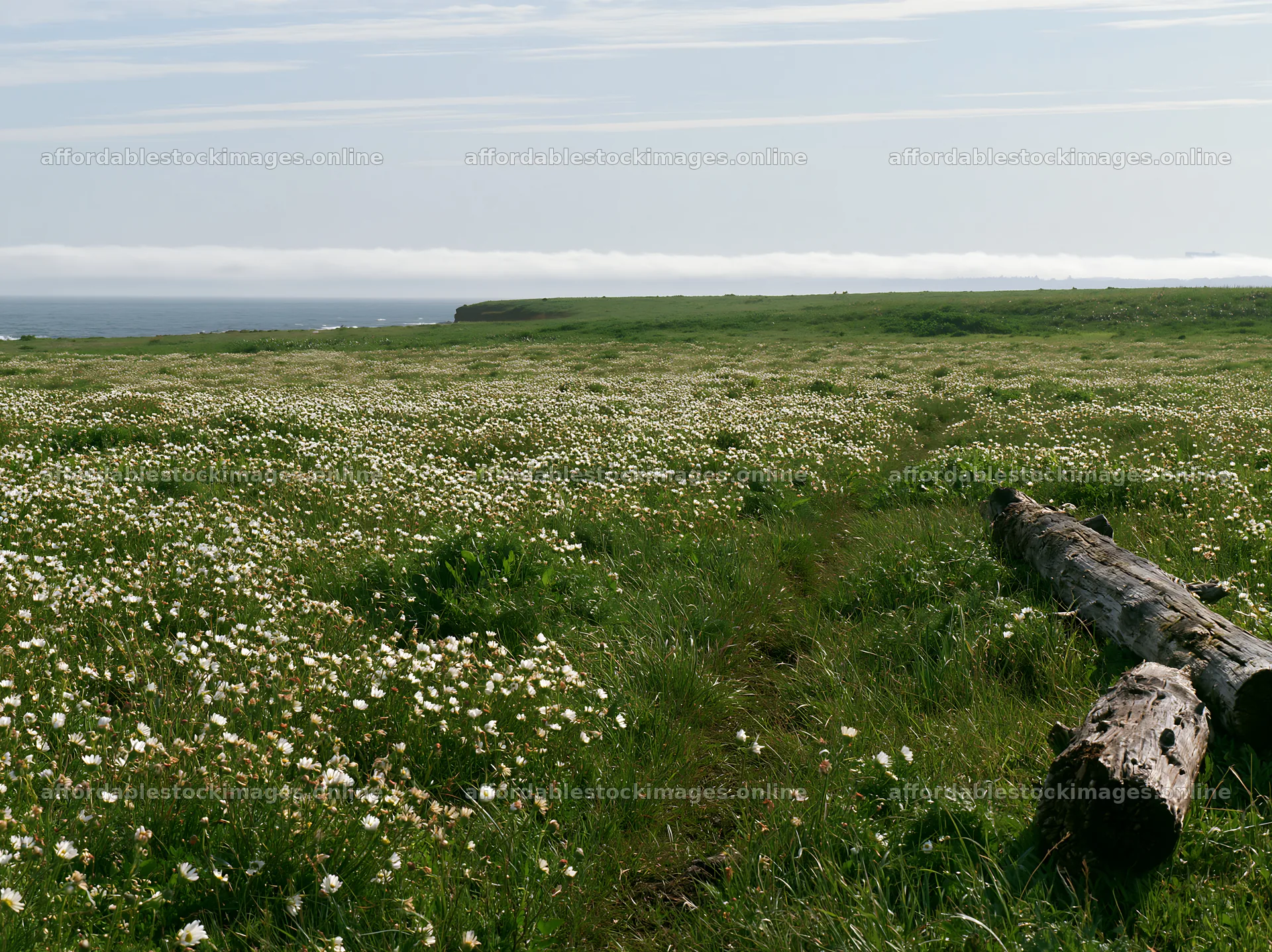 Chiba coastal climate meadow with driftwood in foreground – stock images 9174x6866