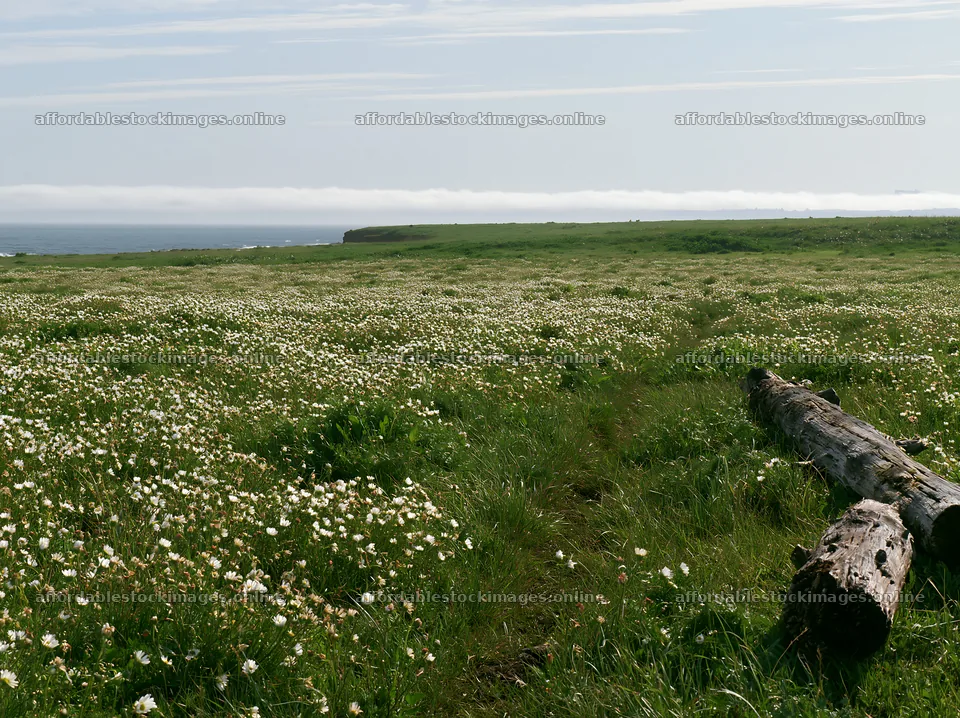 Chiba coastal climate meadow with driftwood in foreground – stock images 9174x6866