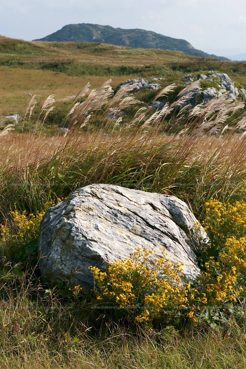 Yamaguchi limestone meadow with pale boulder in natural setting – stock images 6480x9722