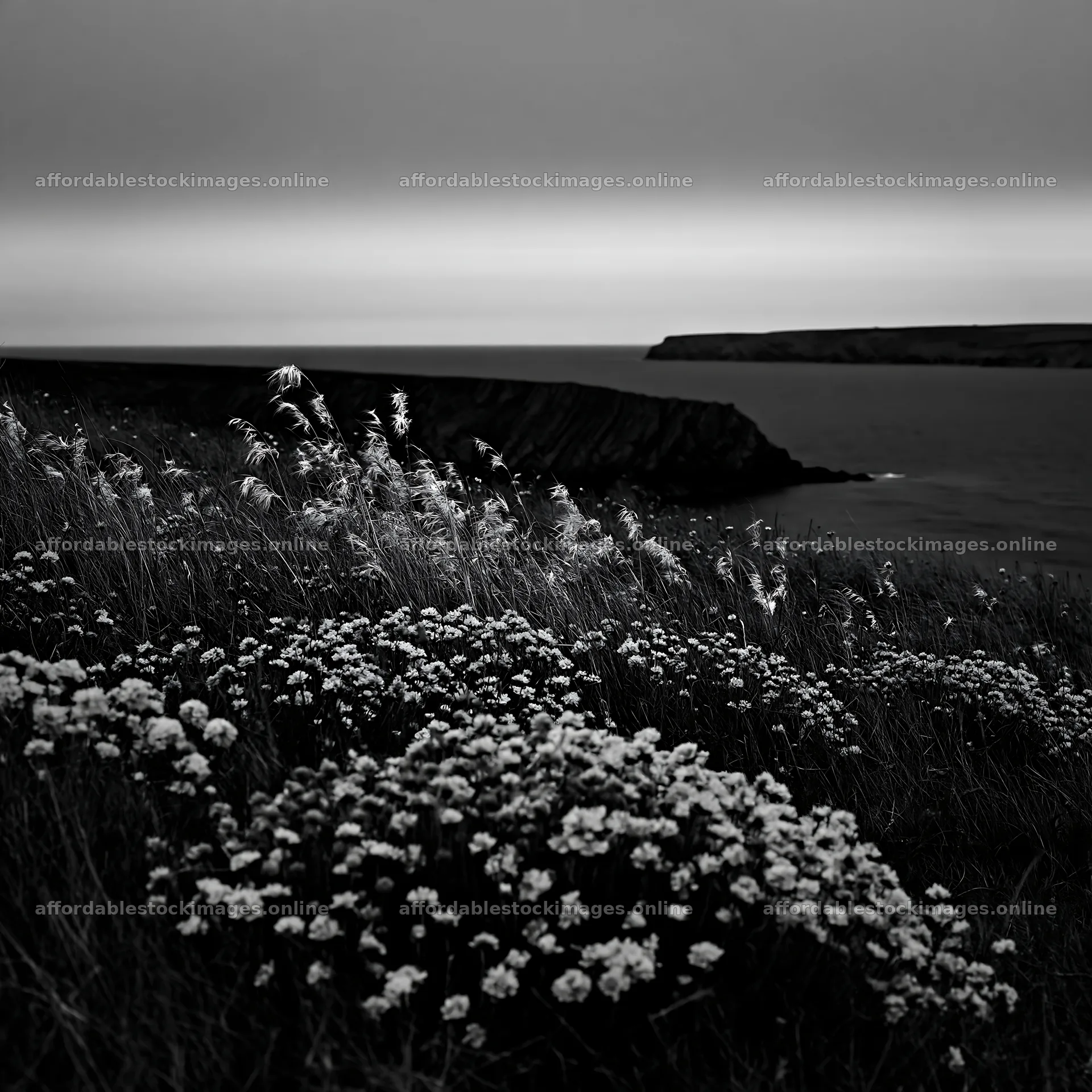Coastal meadow with flowers beside the sea – stock images 7938x7938