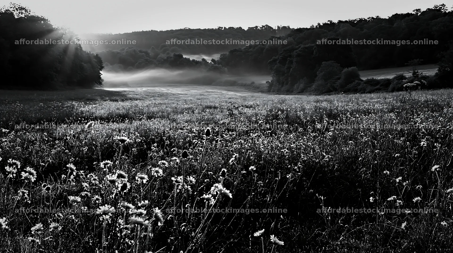 Meadow with knapweed at sunrise in a lush landscape – stock images 10608x5938