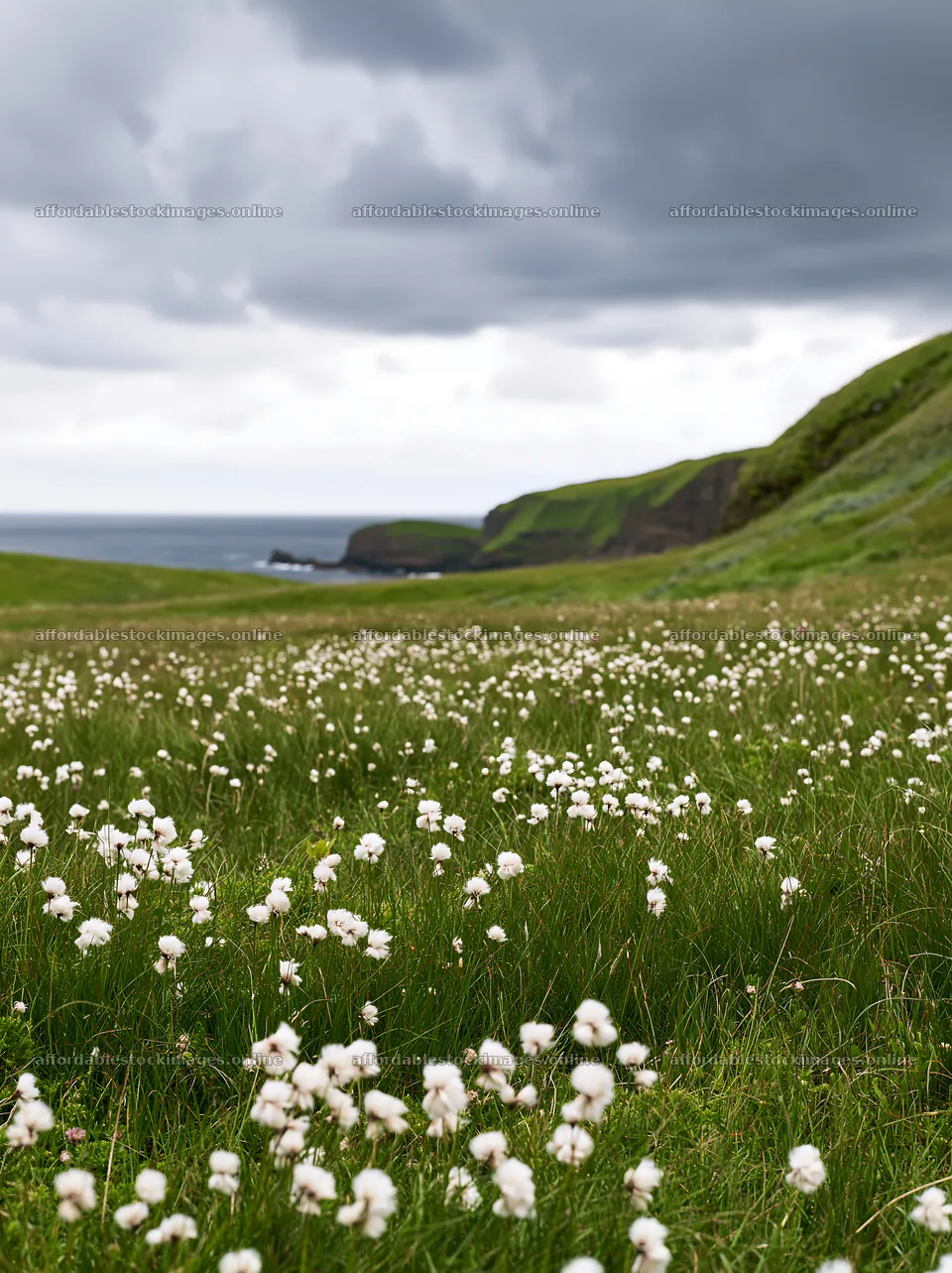 Cottongrass meadow glow near the coast on a cloudy day – stock images 6866x9174