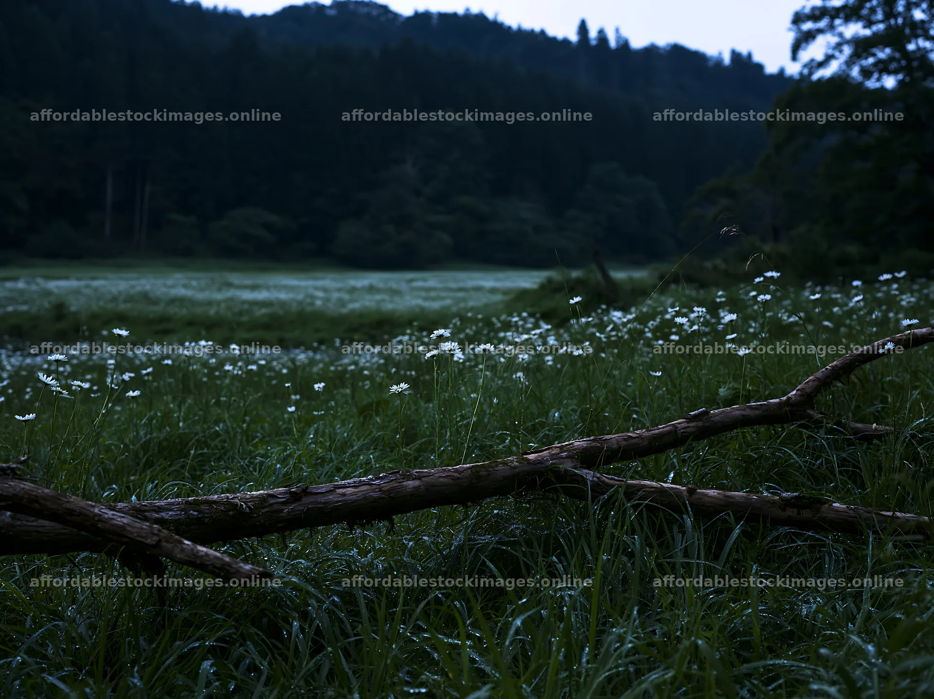Yamagata rewilded meadow fallen branch foreground in twilight – stock images 9174x6866