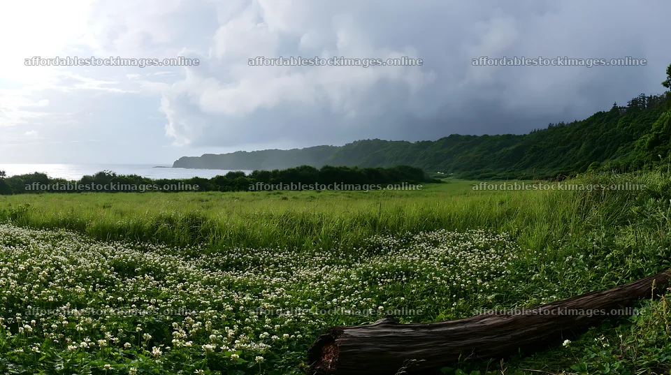 Chiba coastal meadow with driftwood and cloudy sky – stock images 10608x5938