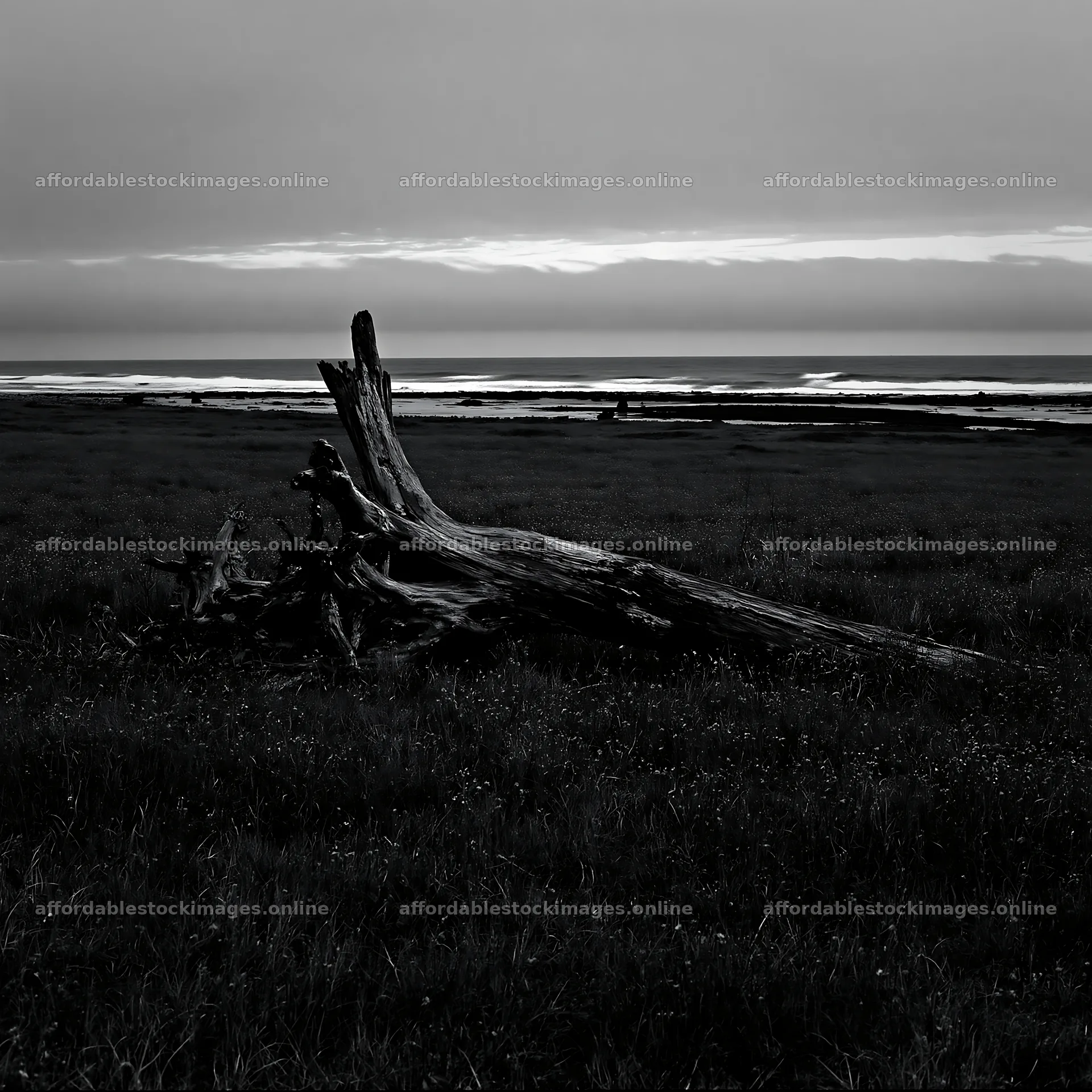 Ishikawa coastal meadow storm washed driftwood under twilight – stock images 7938x7938