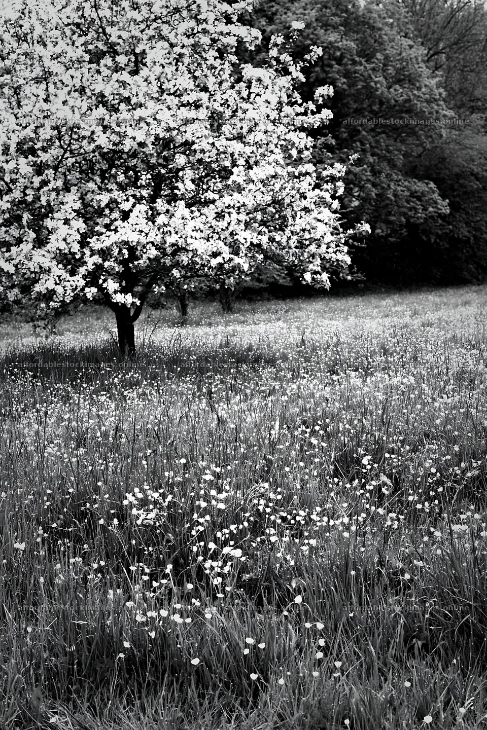Spring orchard meadow with flowering trees and grass – stock images 6480x9722