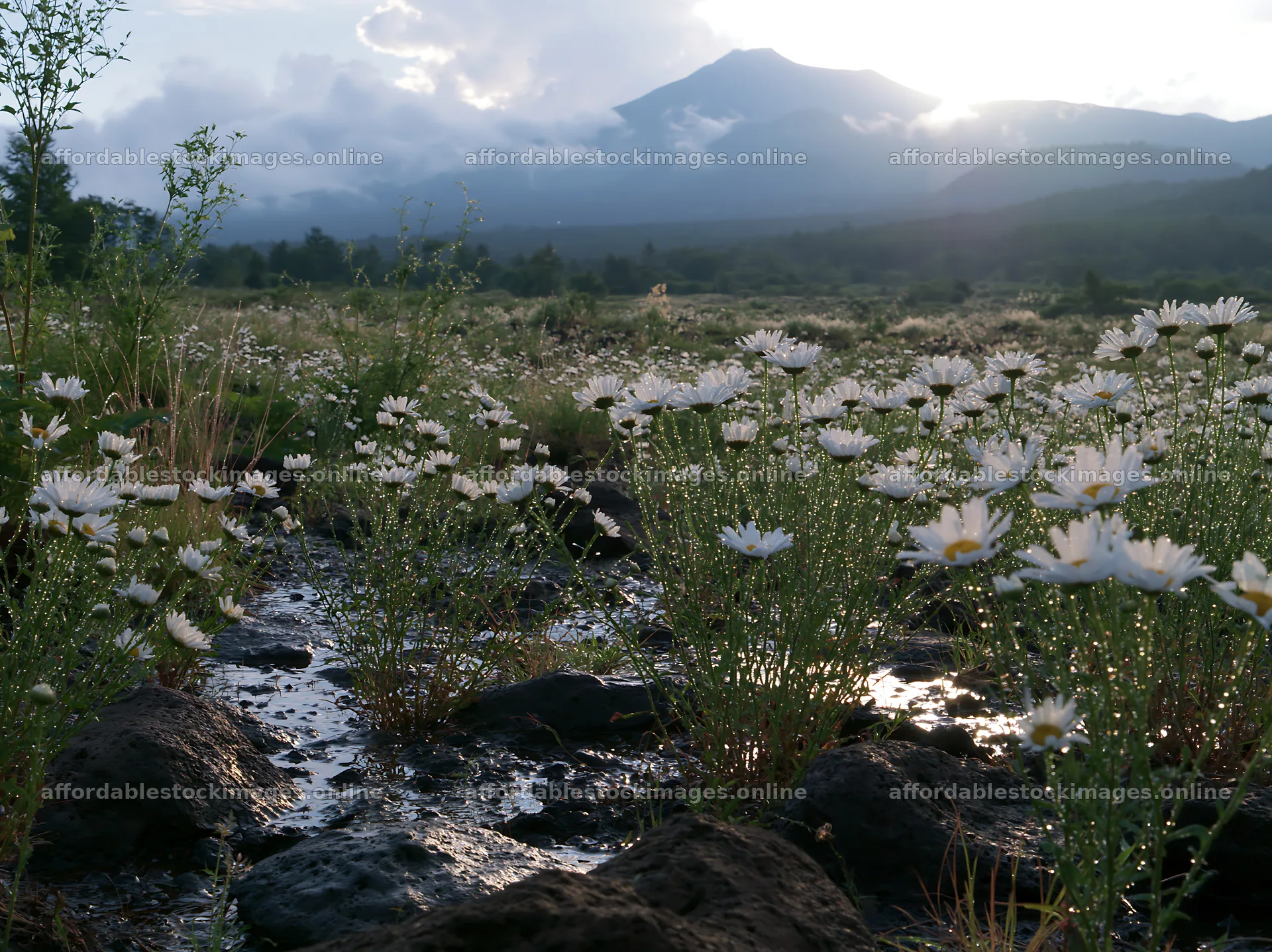 Yamanashi regenerative meadow with basalt stones under cloudy – stock images 9174x6866