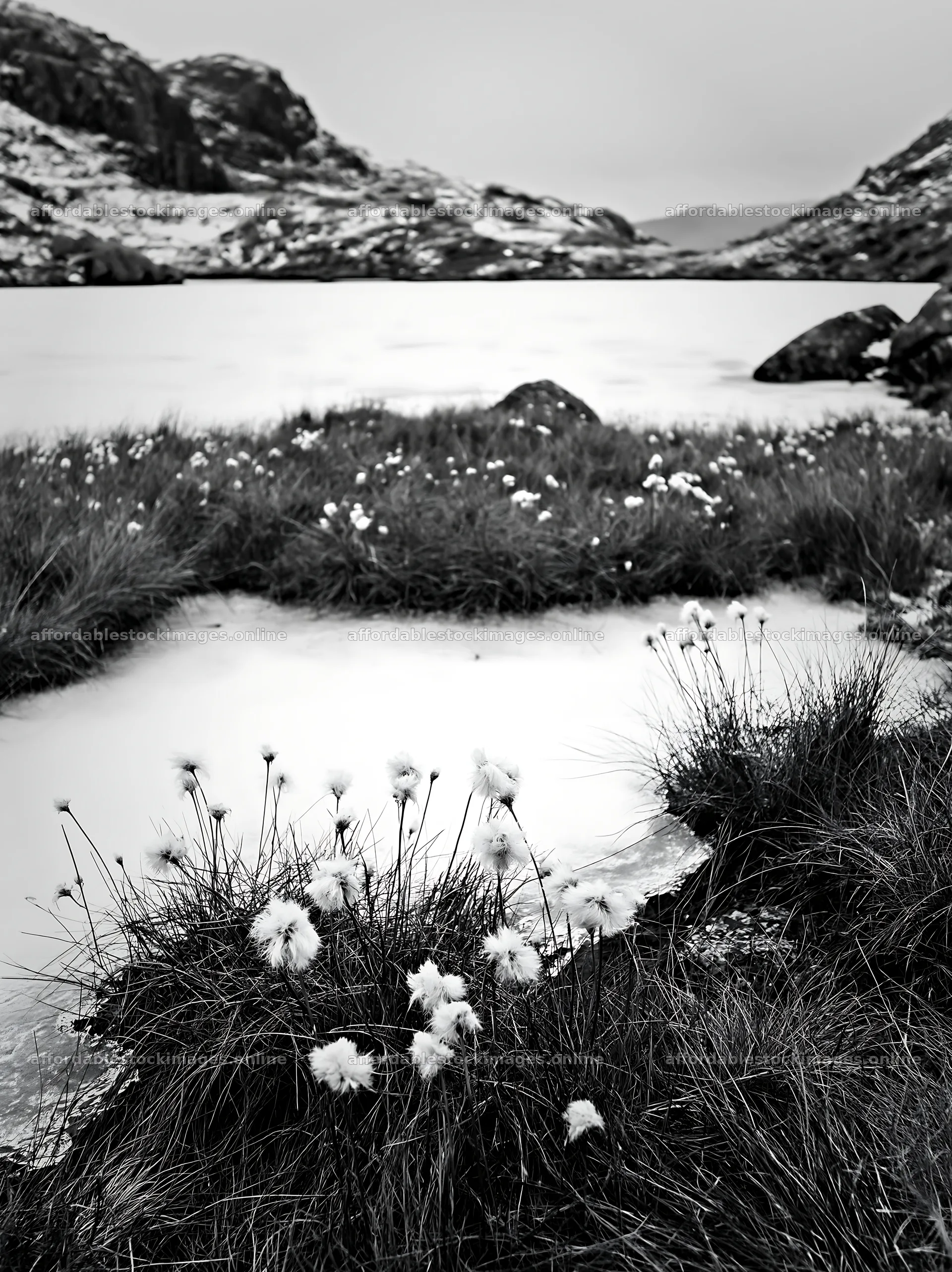 Frozen tarn meadow with cotton grass in winter – stock images 6866x9174
