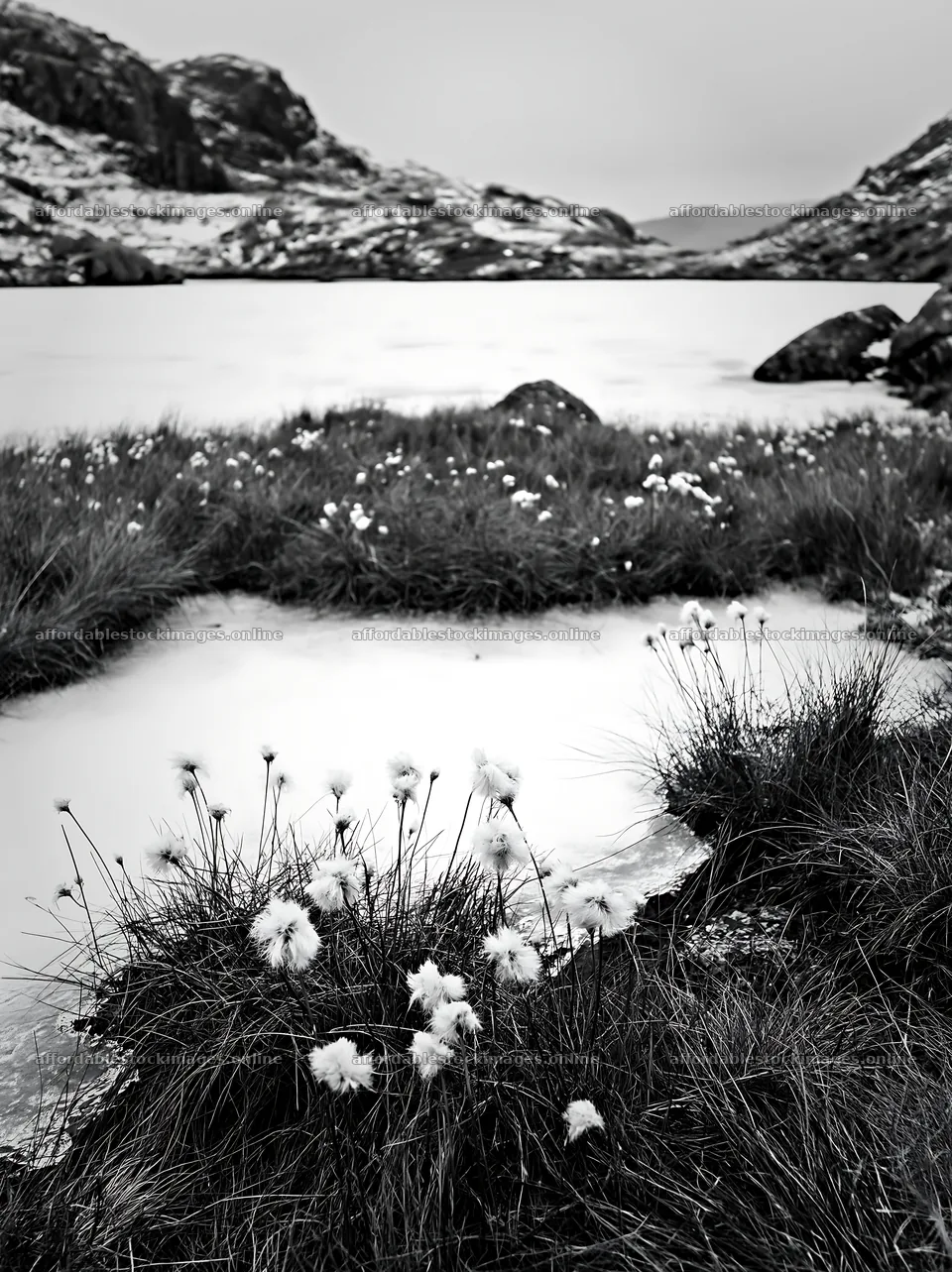 Frozen tarn meadow with cotton grass in winter – stock images 6866x9174
