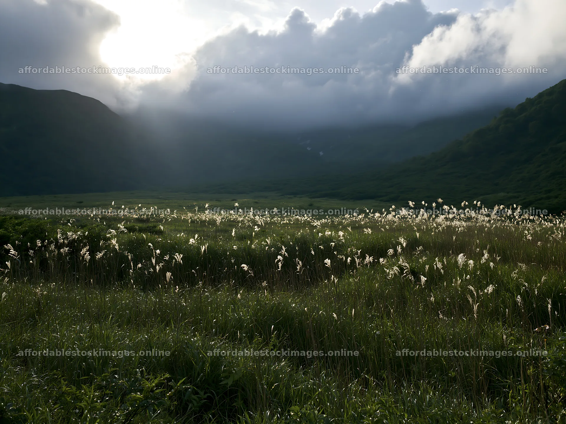 Akita snowmelt meadow with silver grasses in a lush setting – stock images 9174x6866