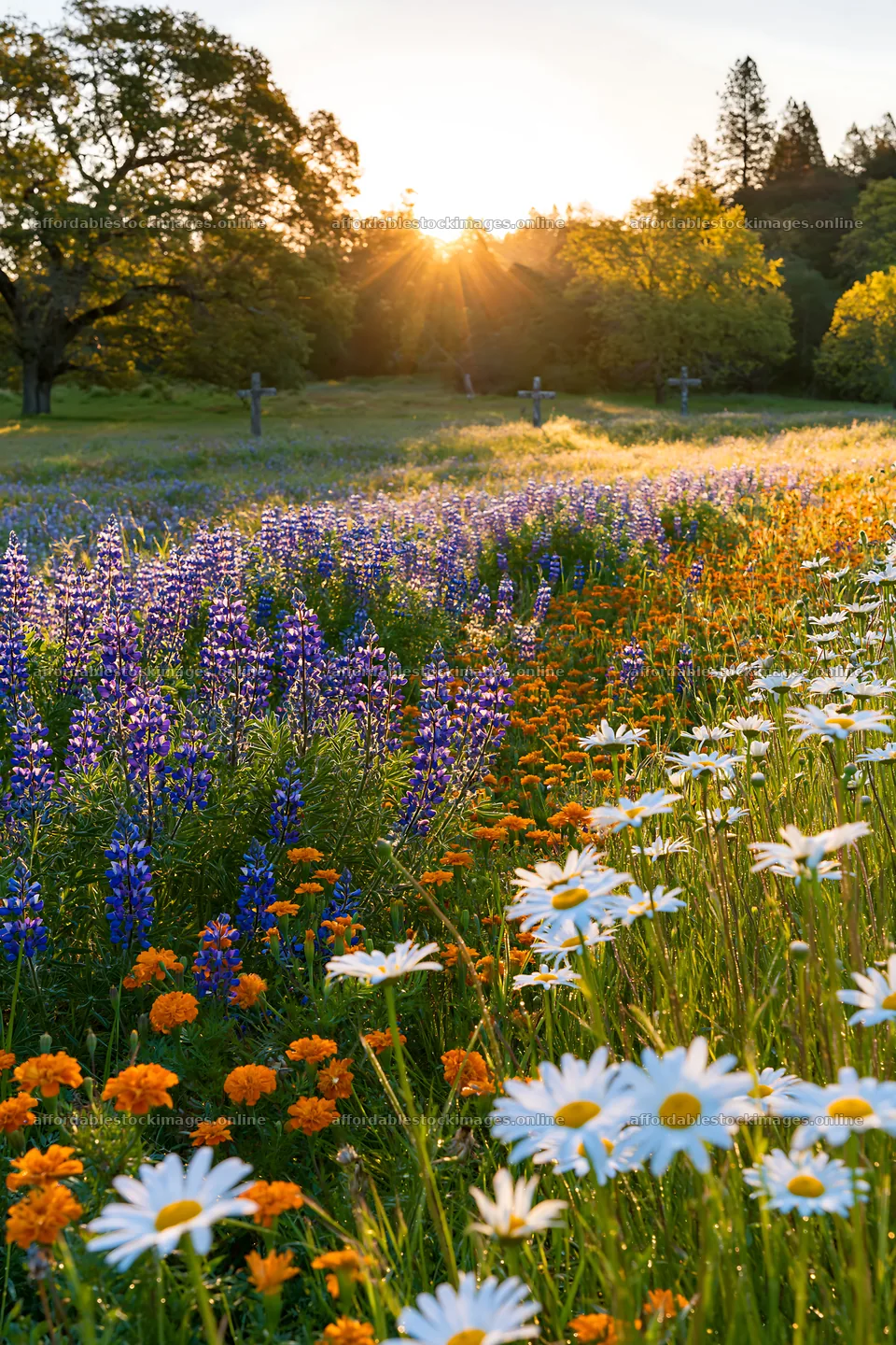 Three Christian crosses in Christmas meadow at sunrise – stock images 6480x9722