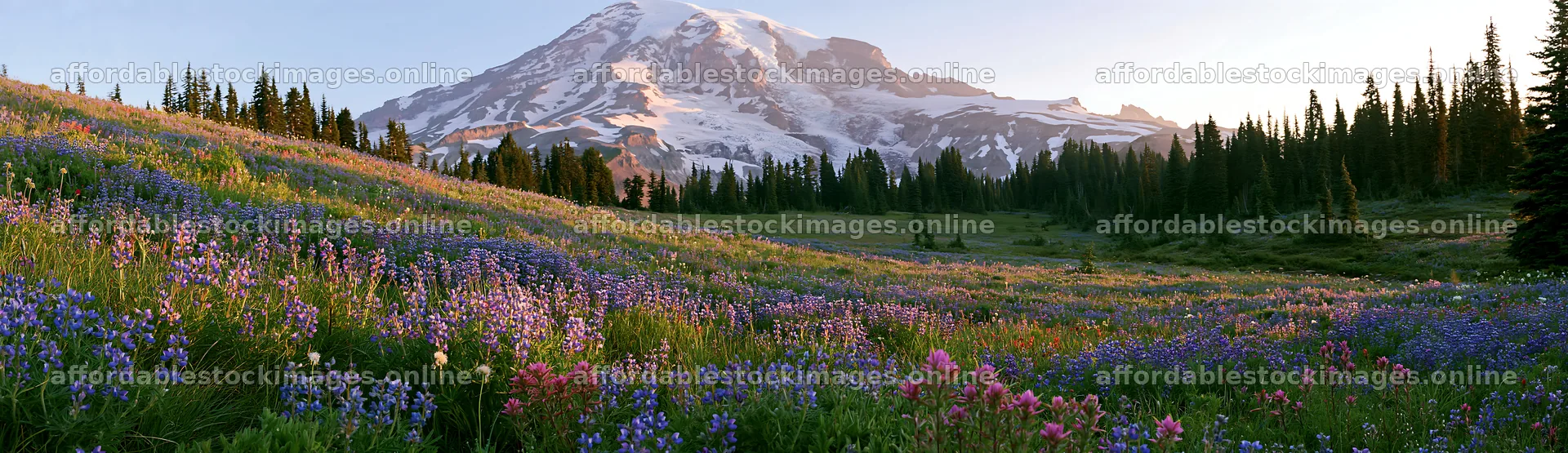Mount Rainier wildflower meadow at sunrise – stock images 14762x4268