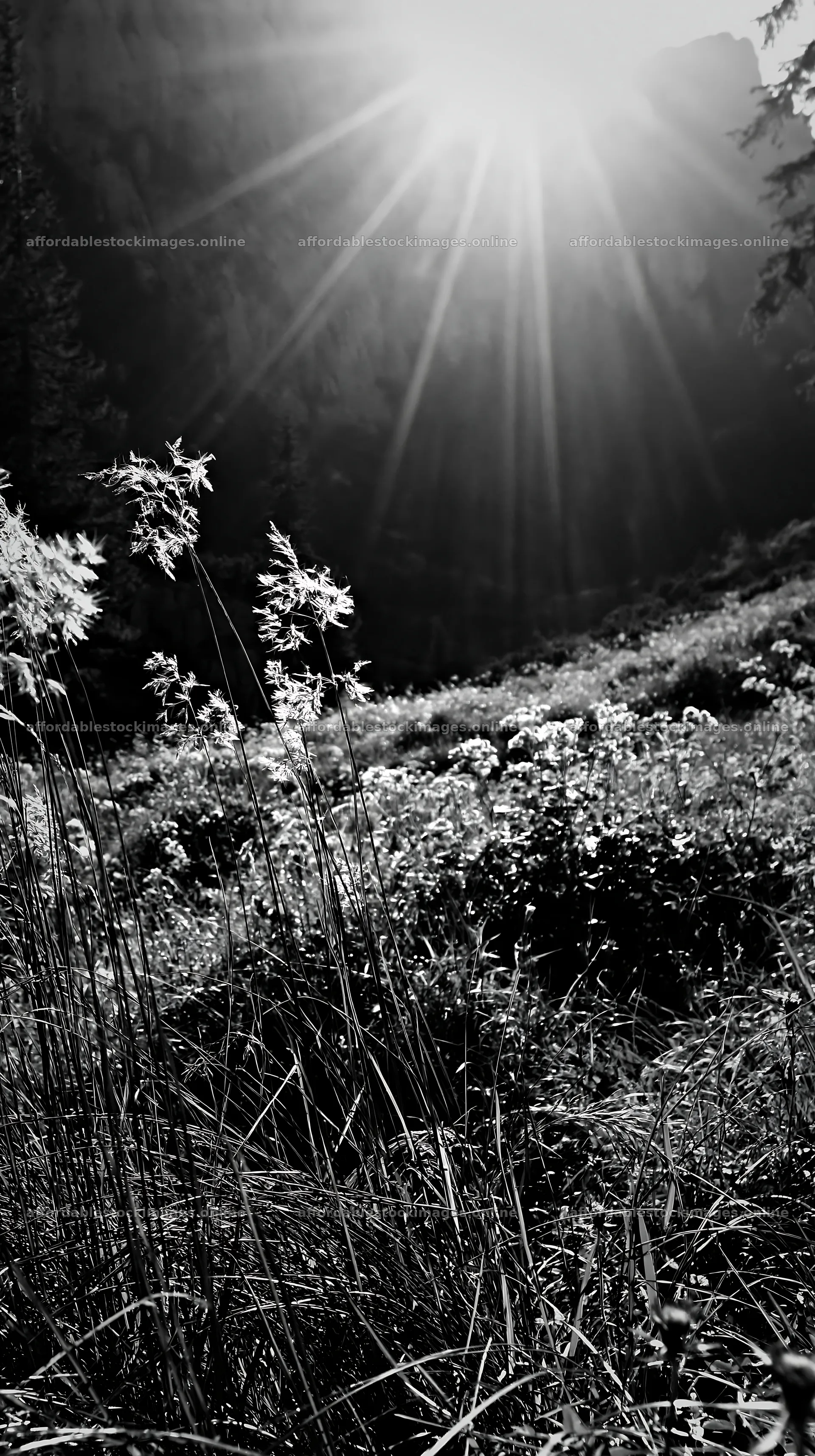 Light rays in Bucegi Mountains meadow with plants – stock images 5938x10608