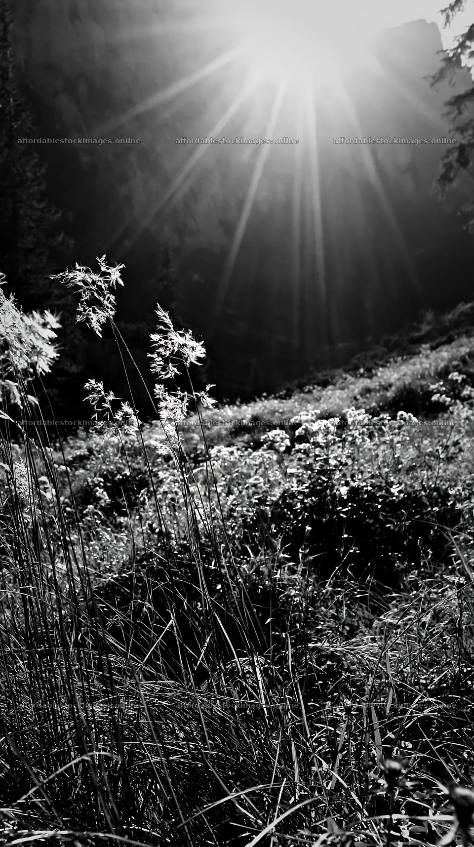 Light rays in Bucegi Mountains meadow with plants – stock images 5938x10608
