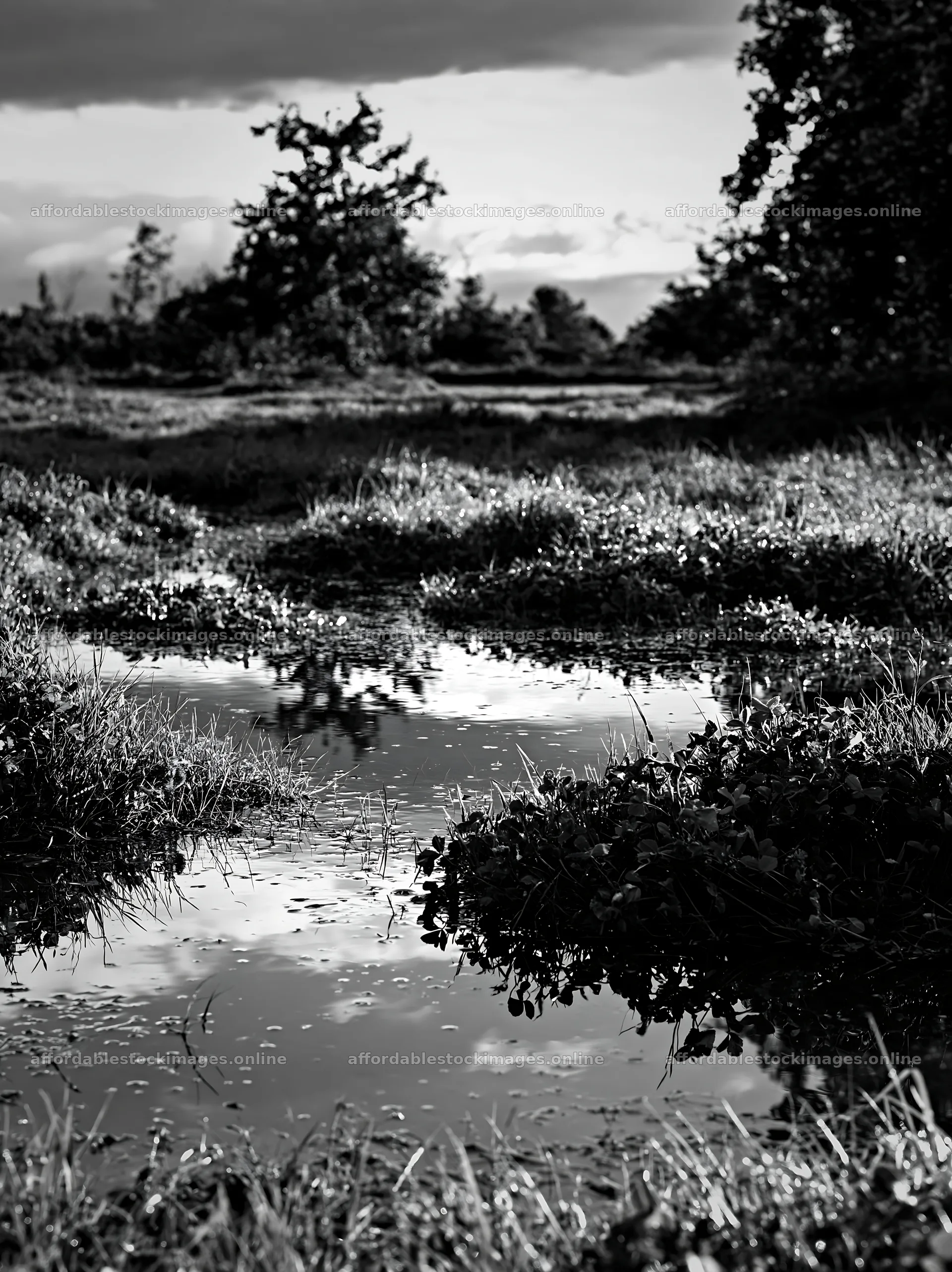 Clover apple meadow with water pooling under a cloudy sky – stock images 6866x9174