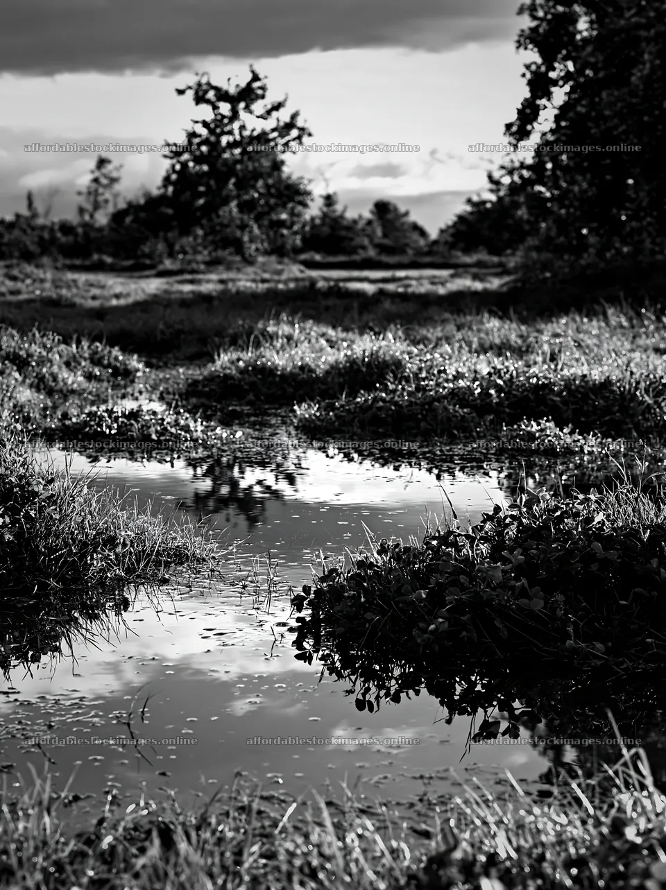 Clover apple meadow with water pooling under a cloudy sky – stock images 6866x9174