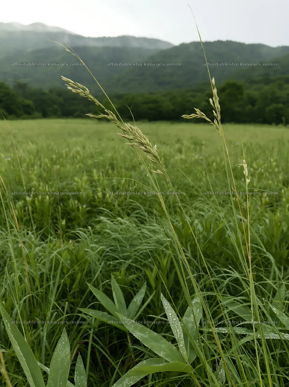 Iwate rain refreshed meadow seedhead foreground – stock images 6866x9174