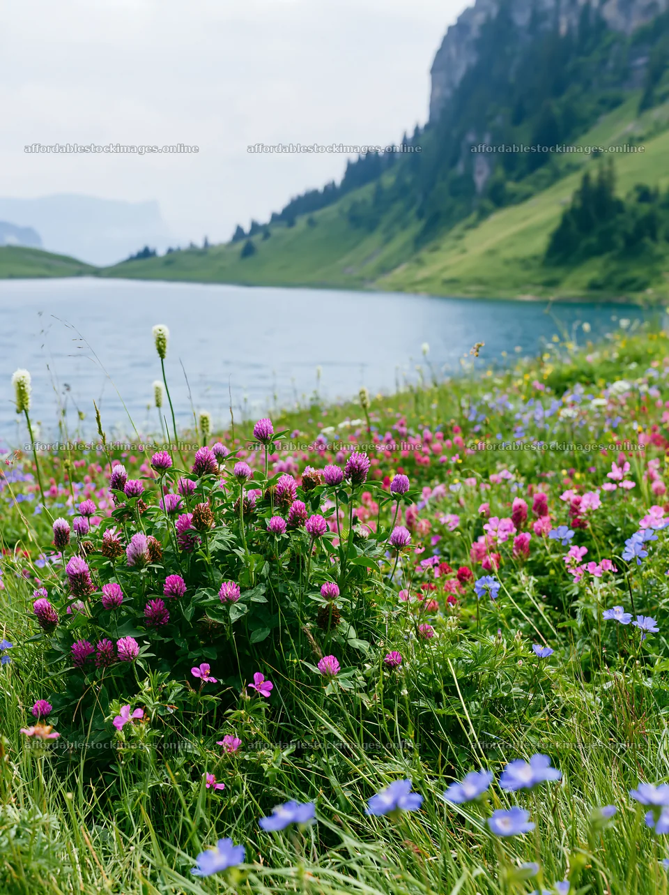 Swiss meadow beside alpine lake in springtime – stock images 6866x9174