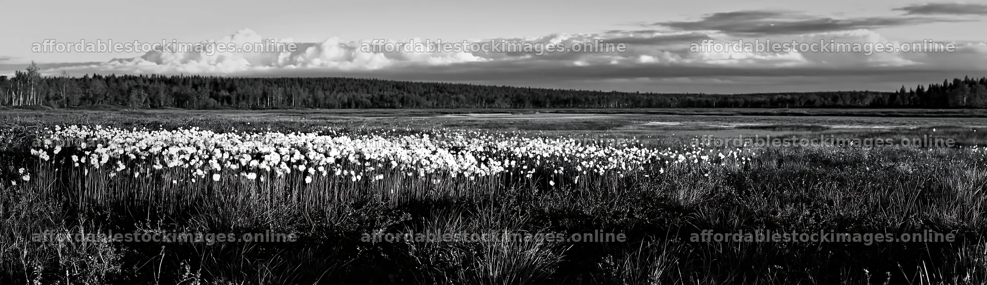 Cottongrass meadow in black and white landscape – stock images 14762x4268