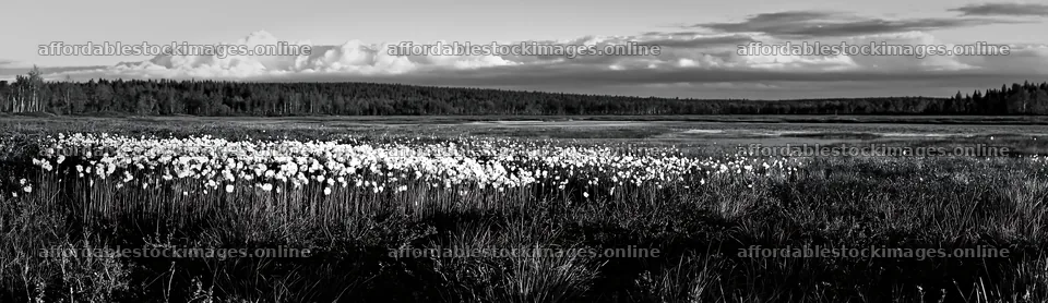 Cottongrass meadow in black and white landscape – stock images 14762x4268