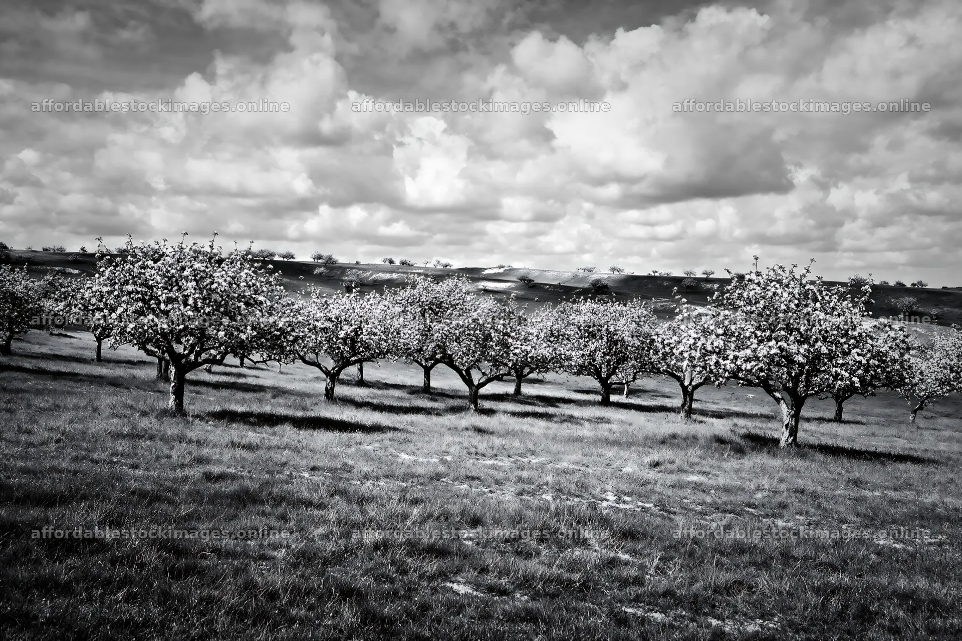 Blooming apple blossom meadow under bright blue sky – stock images 9722x6480