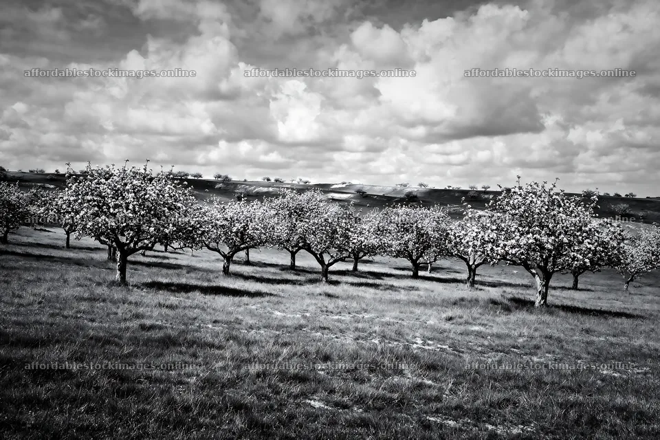Blooming apple blossom meadow under bright blue sky – stock images 9722x6480