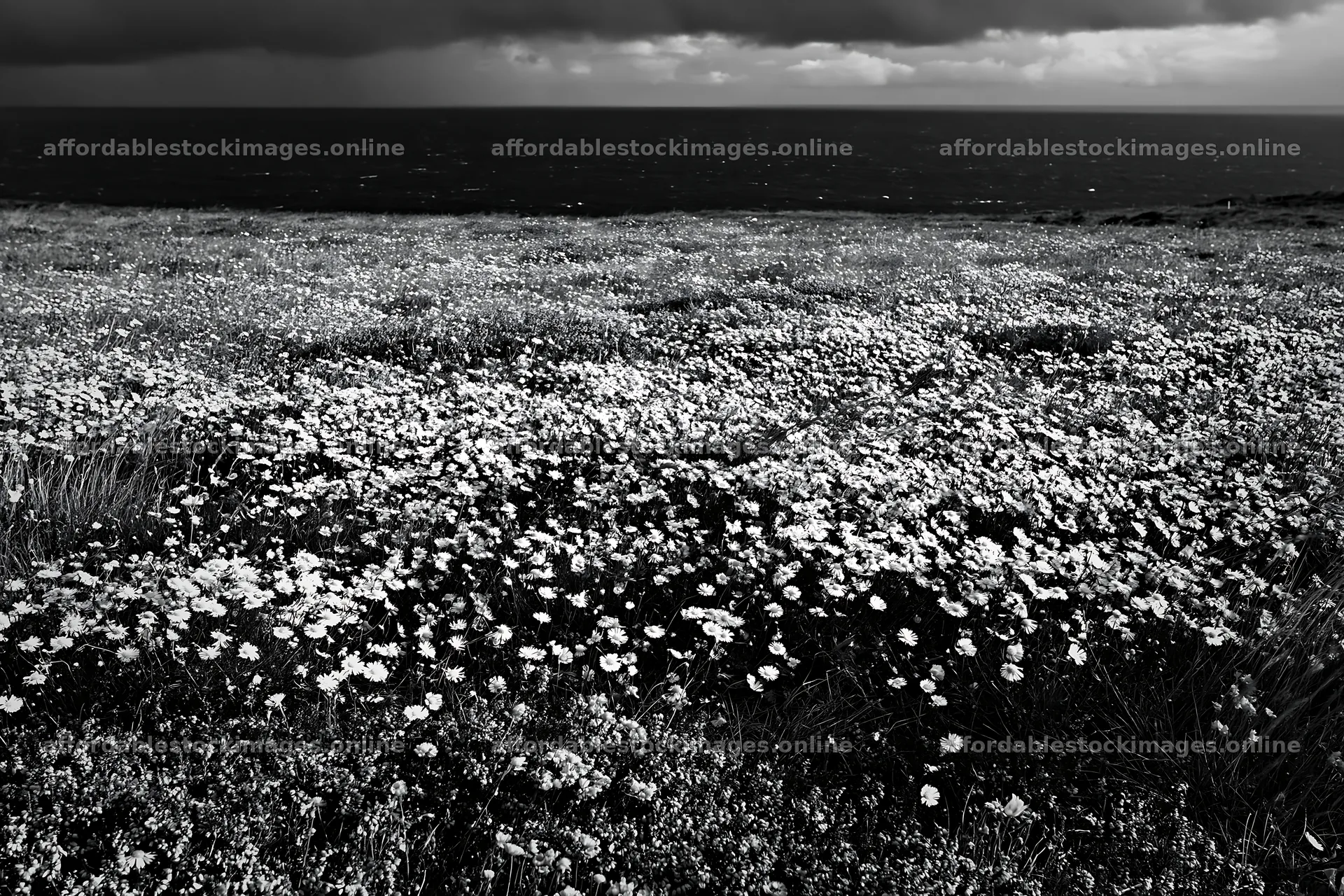 Colorful aster meadow near the ocean under cloudy sky – stock images 9722x6480