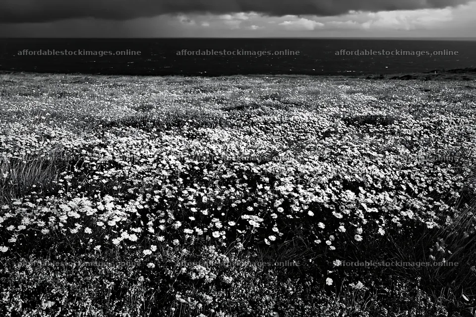 Colorful aster meadow near the ocean under cloudy sky – stock images 9722x6480