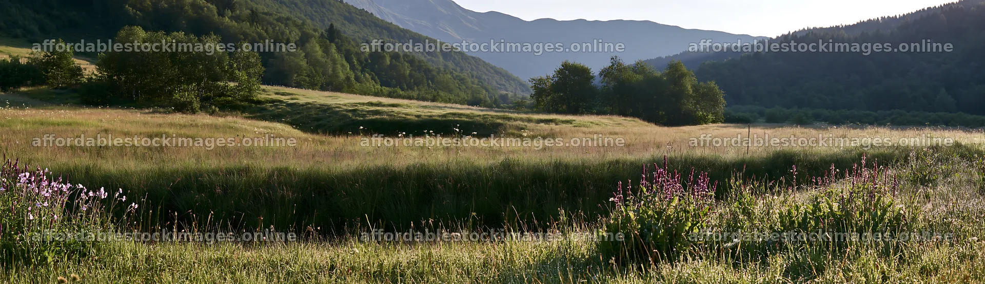 Dewy meadow under morning light with mountains in background – stock images 14762x4268